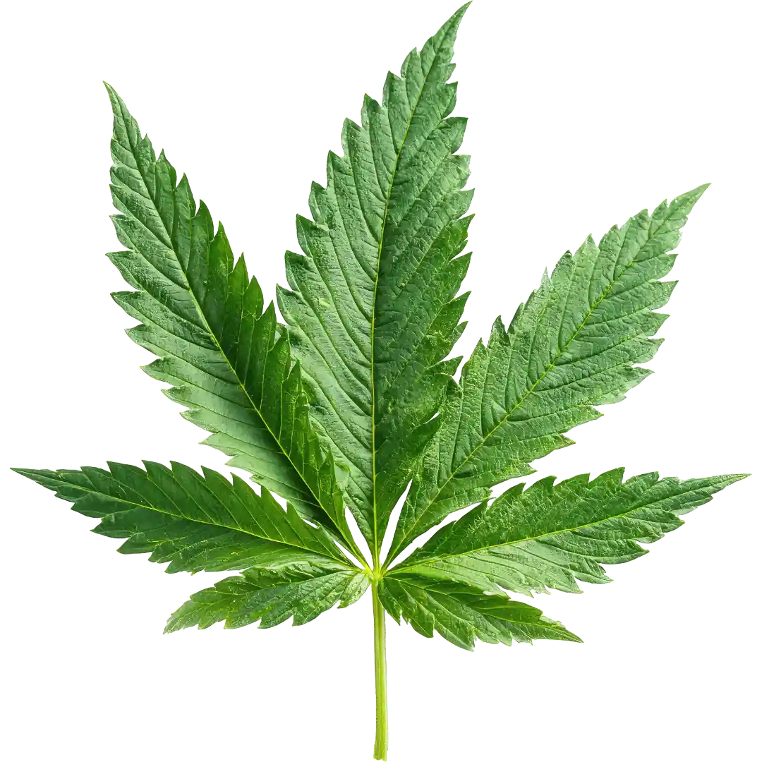 Cannabis products displayed for Twin Buds in Minneapolis