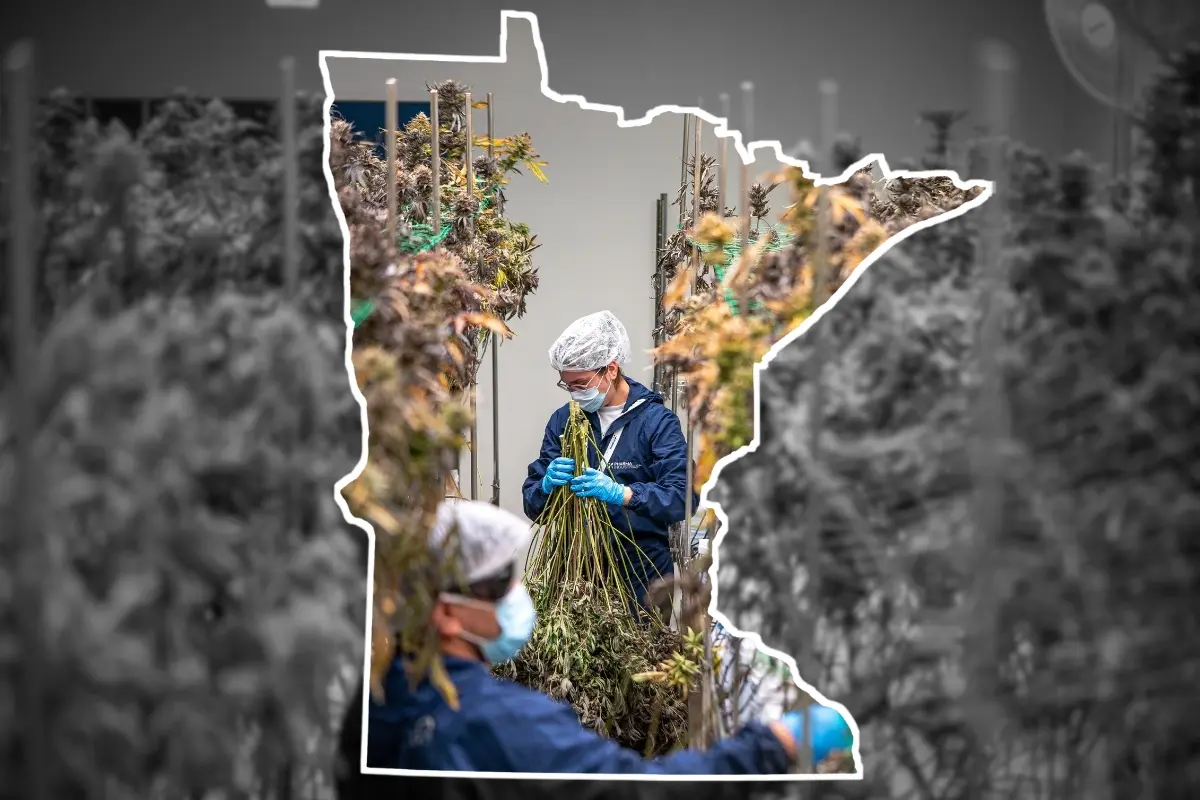 Minneapolis cannabis and weed resources from Twin Buds